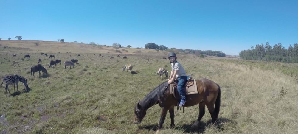 De zebra's op 3 meter afstand