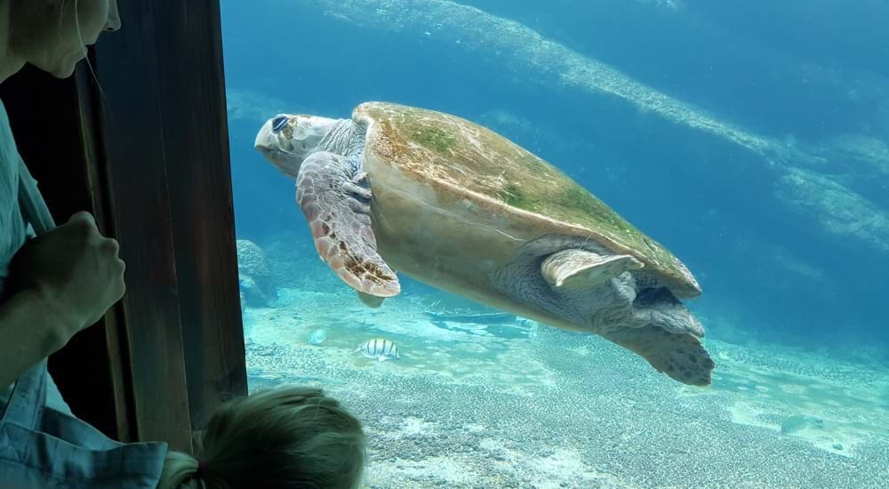 uShaka - grote schildpad