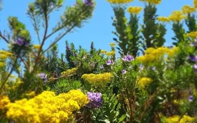 Nature Park Silvermine