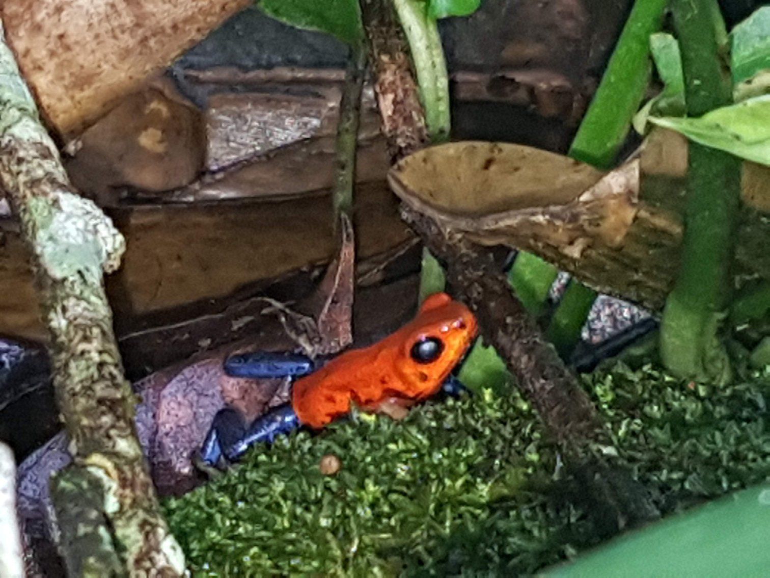 La Fortuna