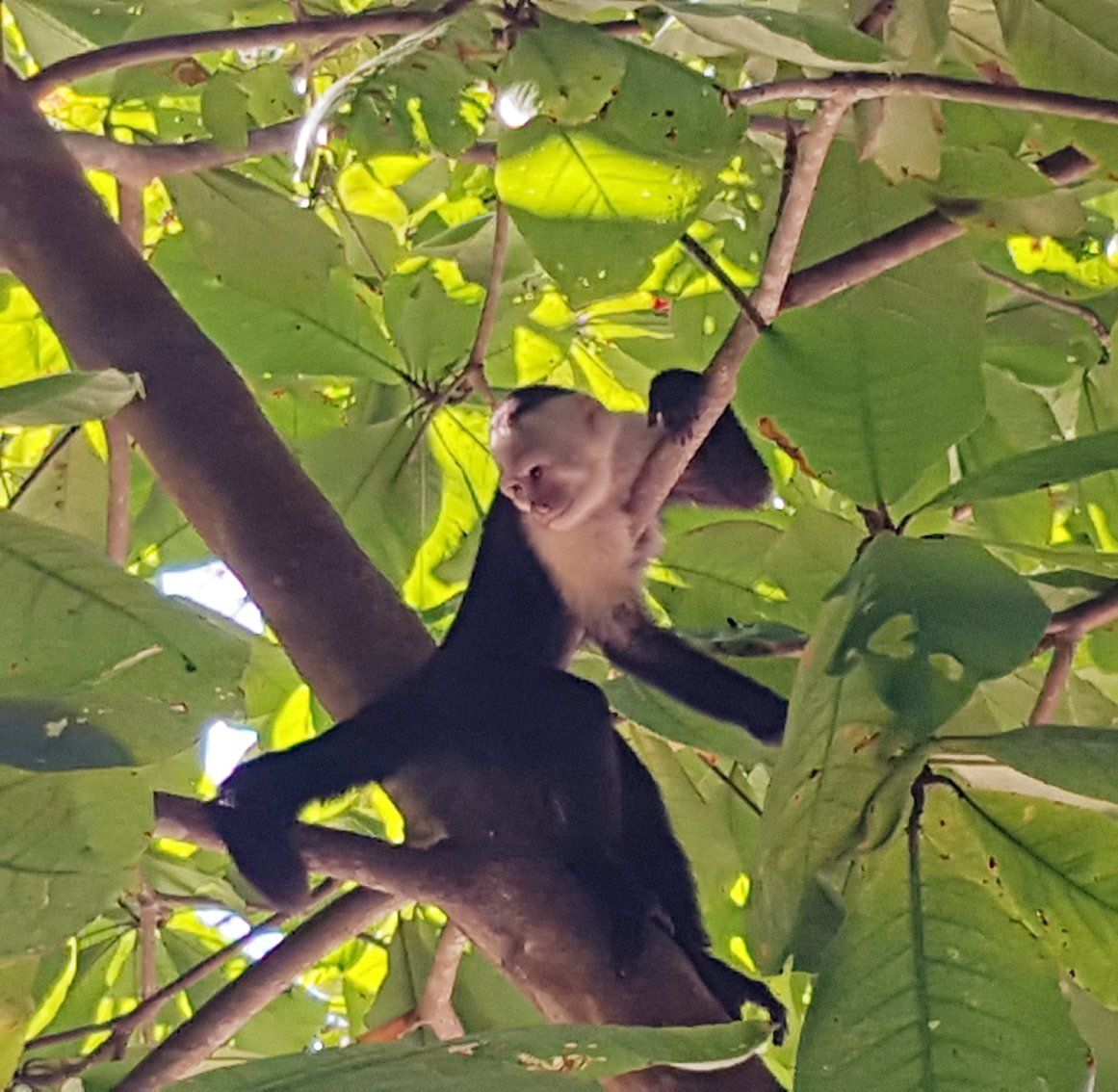 Puntarenas - Manuel Antonio