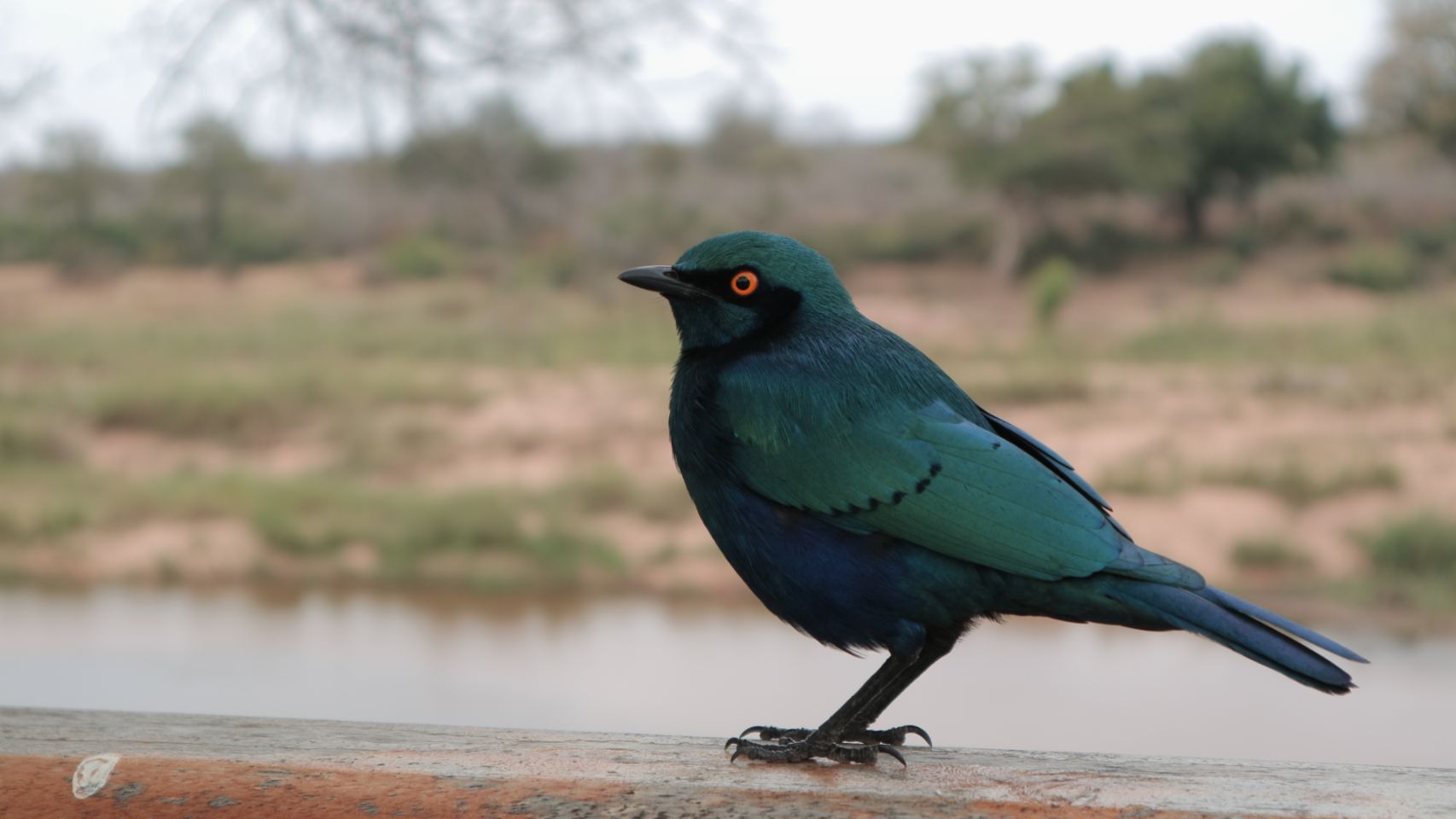 Beeld 8 bij Van Hazyview via Kruger Park naar Marloth Park